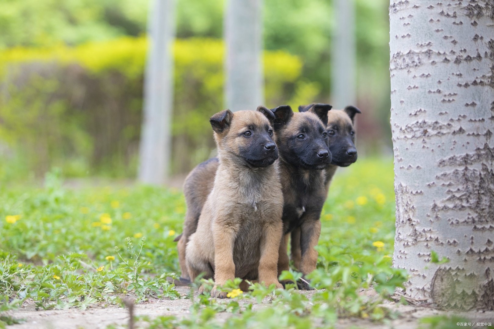 幽灵犬的名号是抗战时期才出现的,你知道马犬为什么叫幽灵犬吗?