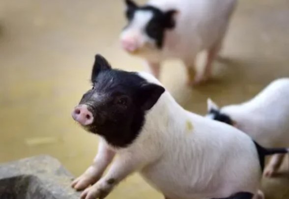 日进斗金的生肖