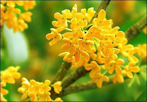 什么花在10月开