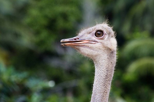 鸵鸟的眼睛到底有多重要？为何比它的大脑还大？