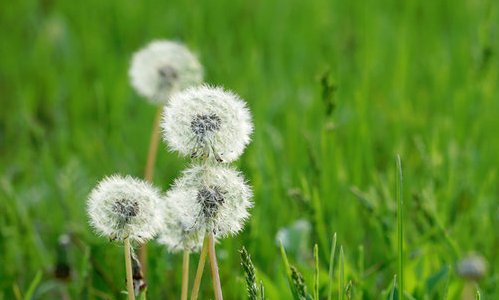 靠风传播种子的植物有哪些？