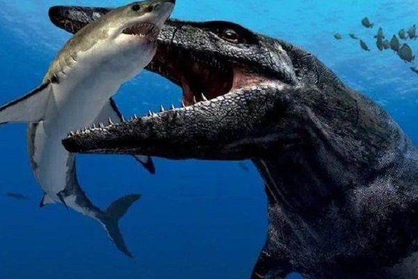 巨齿鲨的天敌都有谁?