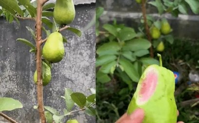 男子种出番石榴发视频炫耀后傻眼,到底发生了怎样的一幕?