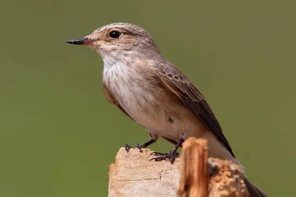 达尔文雀是什么意思