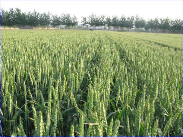 小麦十月几号种最合适