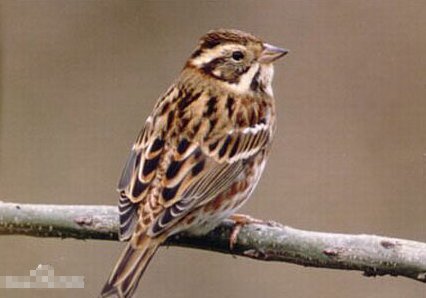 请问这是什么小鸟