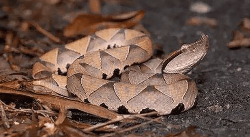 农村十大毒蛇排行榜