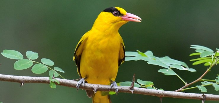 黄莺叫声是什么？