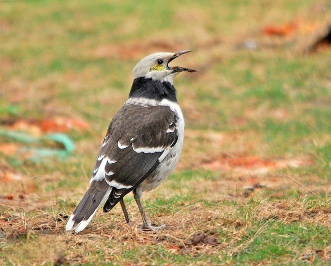 花鹩哥是保护动物吗 花鹩哥无生存危机