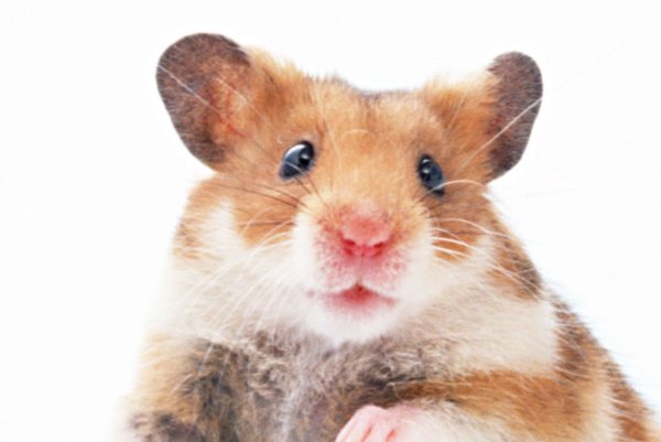 独断专行代表什么动物