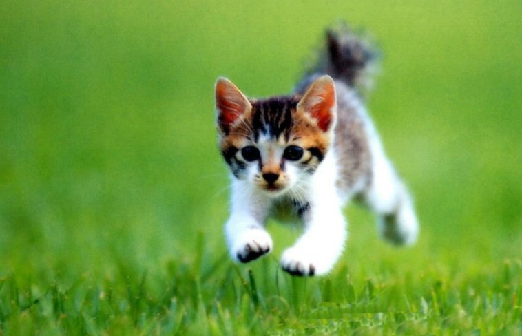 小动物的尾巴有什么作用？