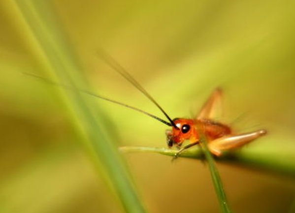 知有儿童挑促织，夜深篱落一灯明的意思是什么