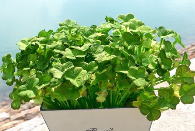 驱鼠的好方法有哪些？