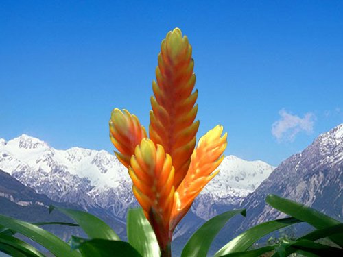 大狮草的功能应用