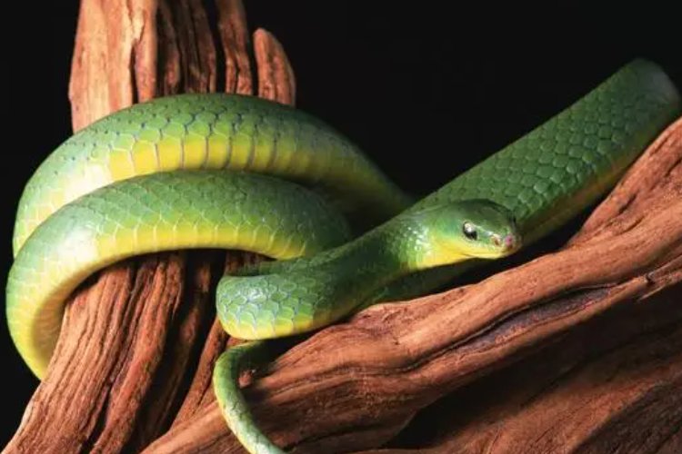 冬去春回猜生肖