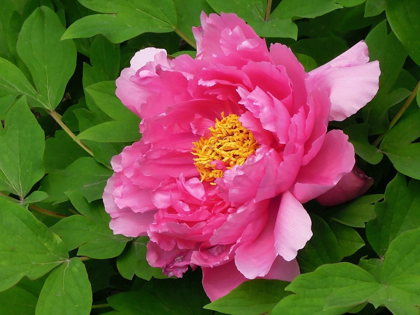 花中之王到底是帝王花还是牡丹花？