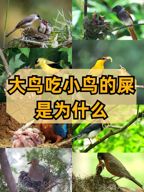 大鸟吃小鸟的屎是为什么？