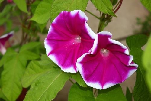 牵牛花一天之内什么变化