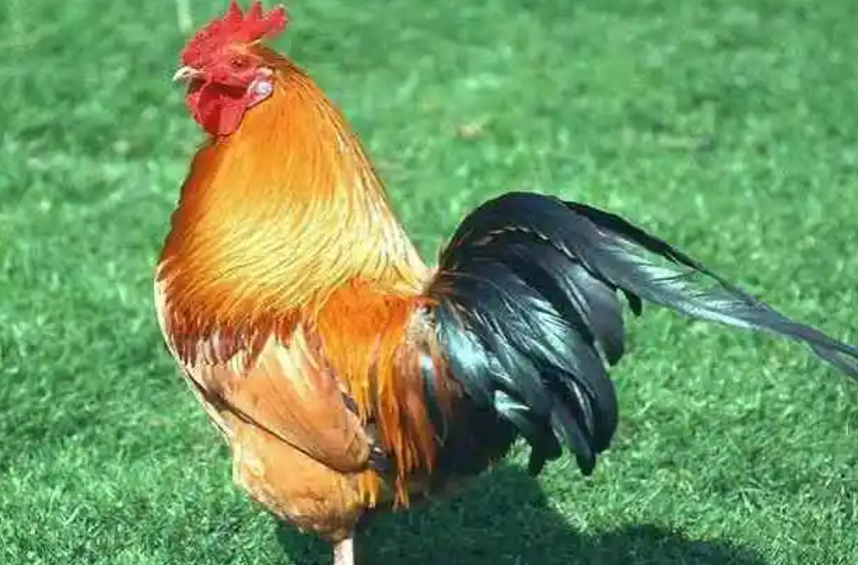 十月怀胎打一生肖动物