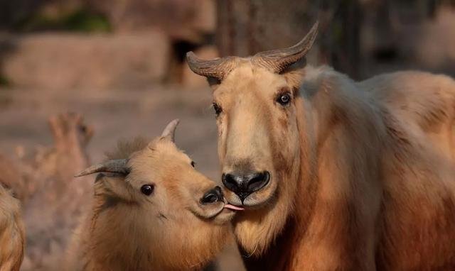 羚牛是羊还是牛蚂蚁森林答案？