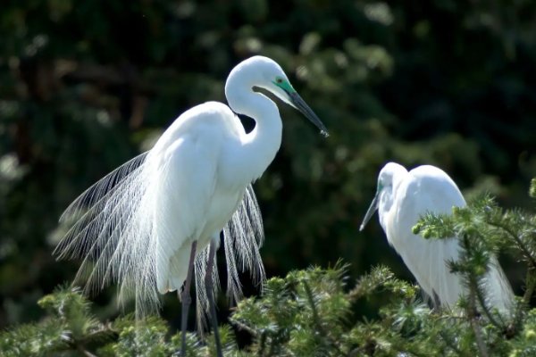 白鹭中的蓑毛是什么意思