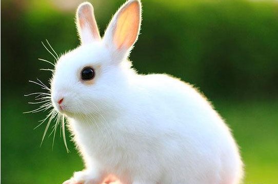 相思的生肖是什么生肖