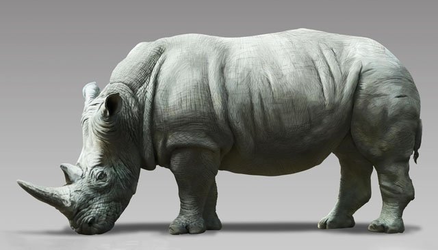 犀牛季节的介绍