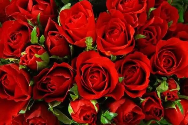 19朵红玫瑰花语是什么意思