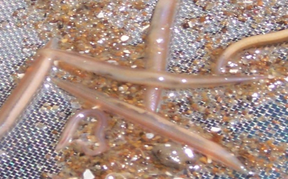 为什么说文昌鱼是鱼类的祖先？