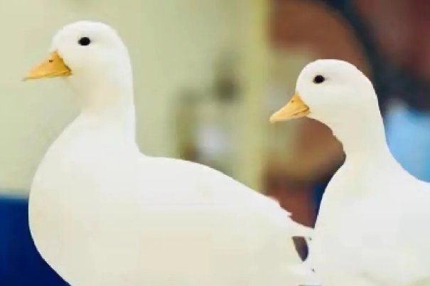 柯尔鸭为什么贵