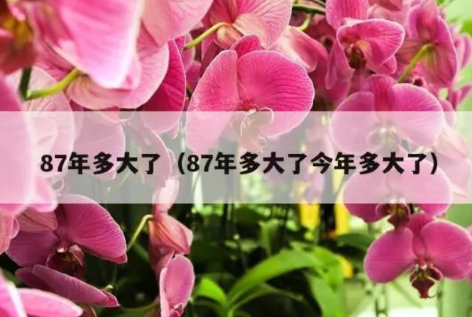 87年多大