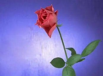 送一支花代表什么意义？