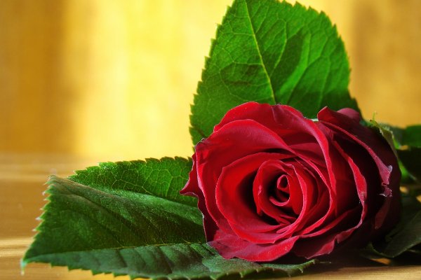 八朵玫瑰花代表什么意思