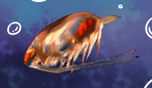 水蚤是什么动物