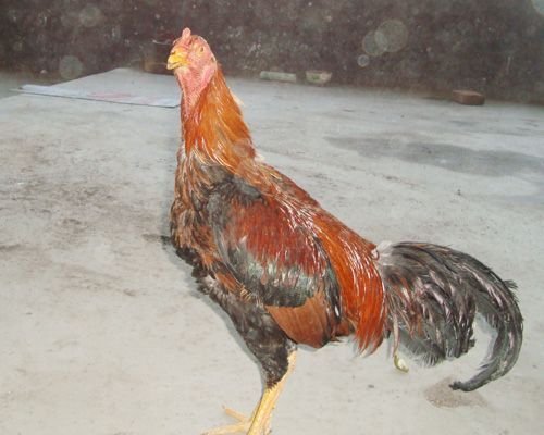 山鸡与凤凰的原文