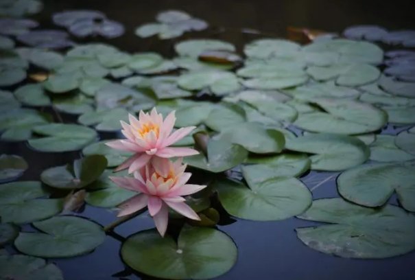 青莲是什么意思