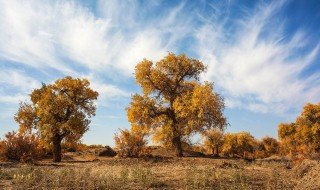 阿拉善怎么火起来 是因为这个吗