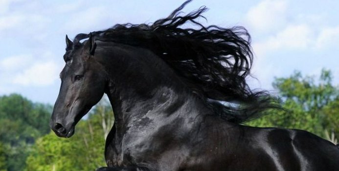 一日千里指什么生肖