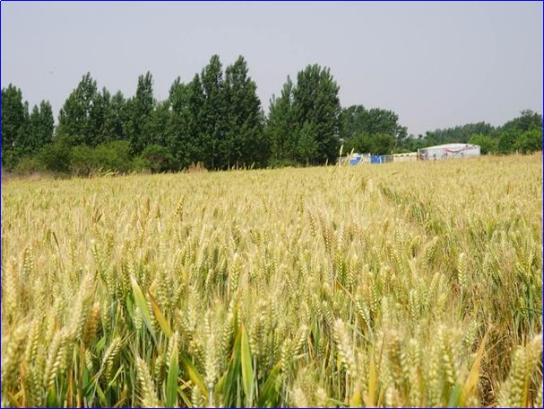 小麦十月几号种最合适