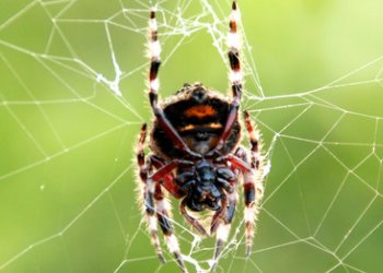 什么东西是吃苍蝇的？