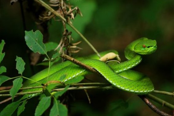 知书明理是什么肖