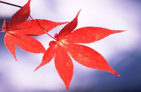 枫树的叶子长什么样子