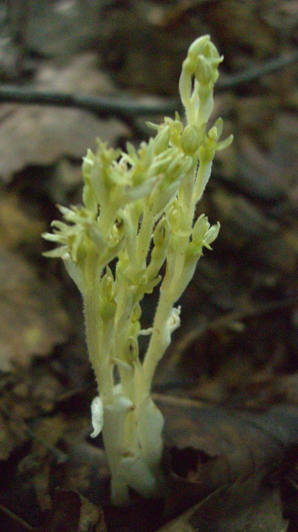 双蕊兰的生长习性