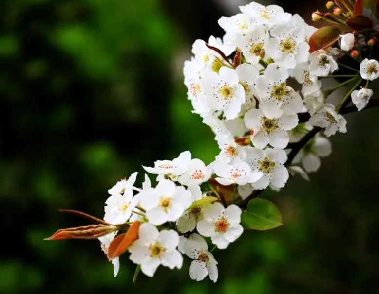 梨花的样子颜色气味其他描写