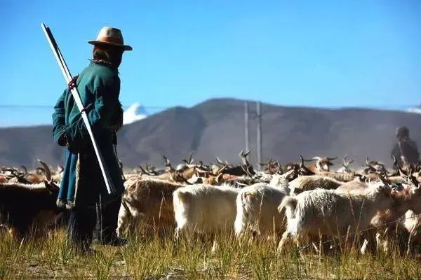 牧羊人什么意思