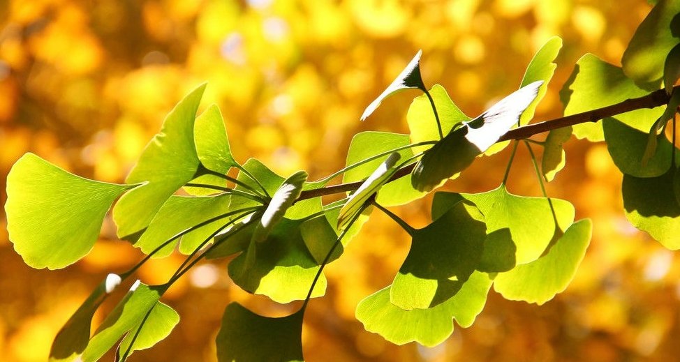 网名银杏是什么意思