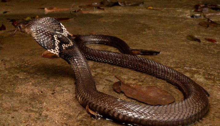 农村十大毒蛇排行榜