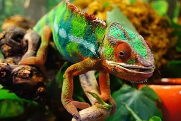 什么动物可以变色