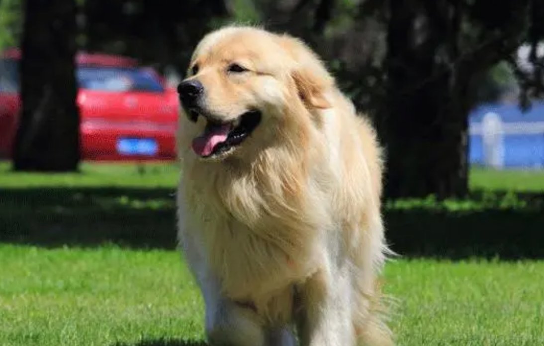 刻鹄不成什么生肖