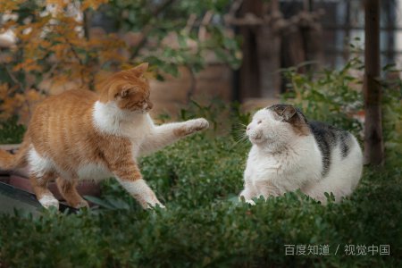 誓不两立的意思？